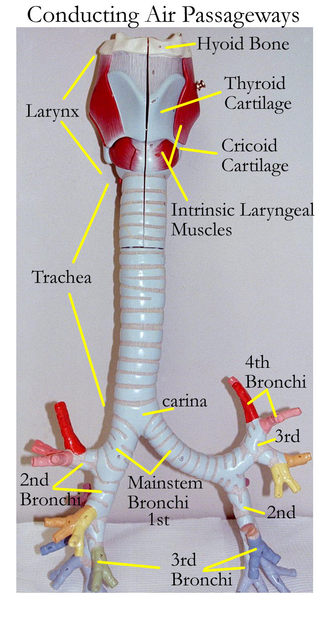 Biology 2404 A&P Basics